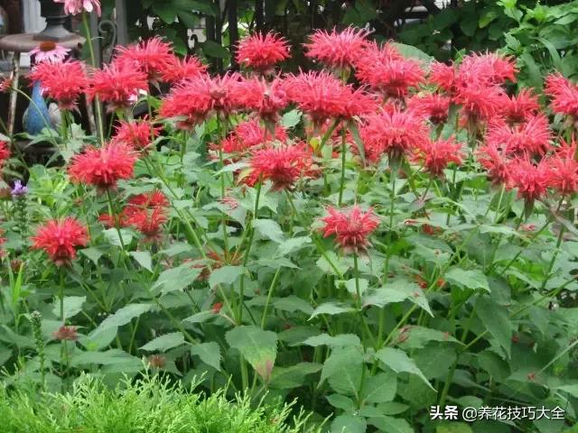 薄荷有清热解毒的作用吗,有一种特别清凉的薄荷