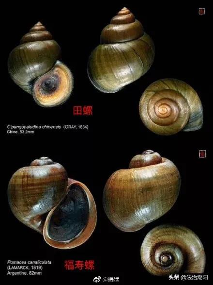 很多食物都有寄生虫,这6种食物或是寄生虫的重灾区