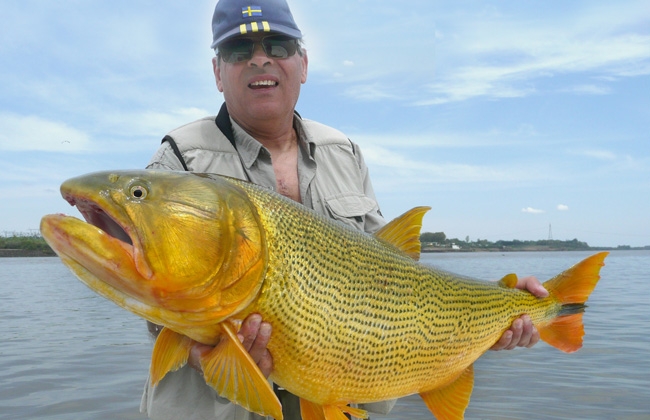 极具攻击性的观赏鱼有哪些,常见的攻击性强的观赏鱼