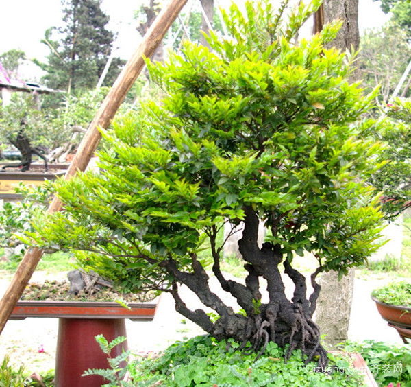 盆景最忌讳什么树,盆景十大忌讳什么