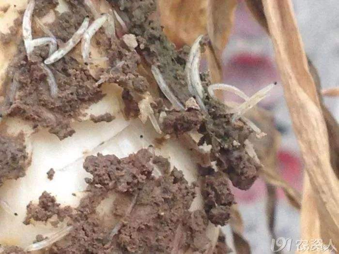 这是防治蒜蛆的特效药，2小时死虫，持效期长达60天