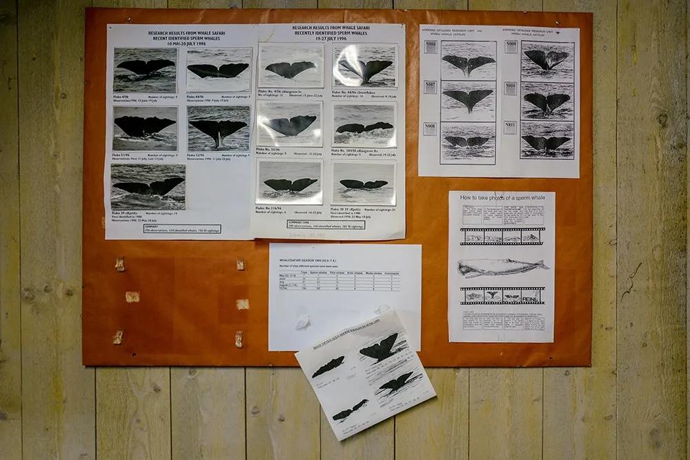 维京遇到全域旅游，美丽乡村、特色小镇一网打尽：挪威渔业史漫步