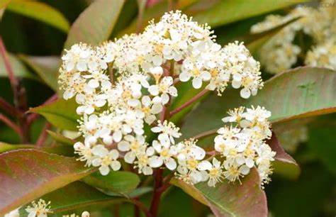 石楠花有什么独特的气味,石楠花和什么花味道一样