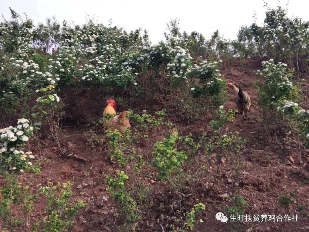 散养土鸡多少天可以出栏,怎么知道什么是土鸡