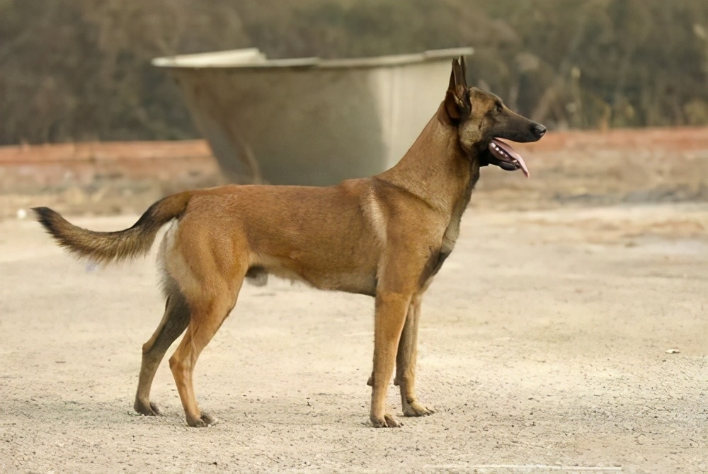 养马犬比养德牧更好，这几个原因，你无法反驳