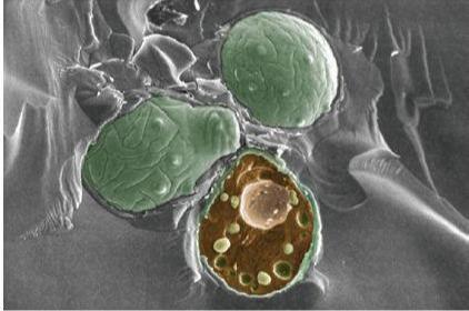 洗澡多了会虚吗,为什么洗澡的时候会变聪明