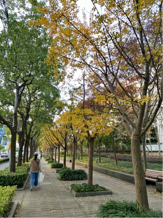 深秋回暖，安排！沪上各区的深秋美景，你准备好打卡了吗？