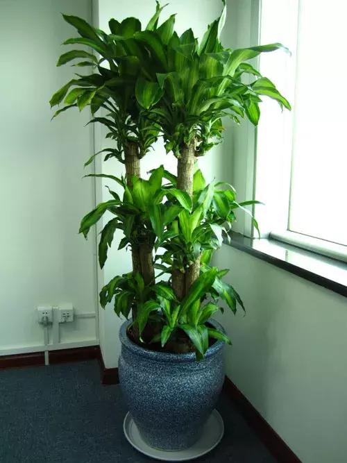 什么花吸甲醛油烟,能吸甲醛油烟的20种植物家家必养