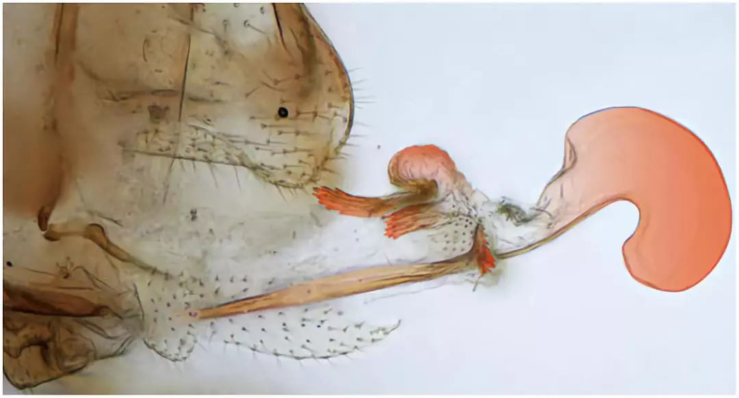 昆虫的性别,变异的昆虫