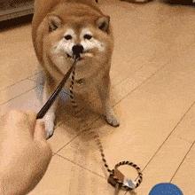 白色柴犬价格贵不贵,白色柴犬有哪些