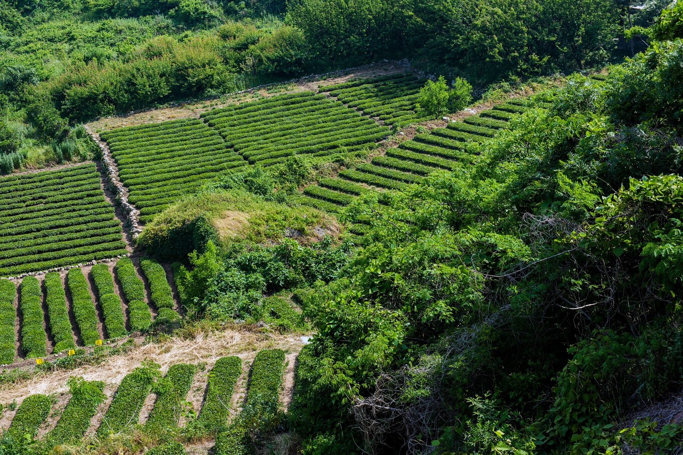 度假的袋鼠,青岛旅行的袋鼠