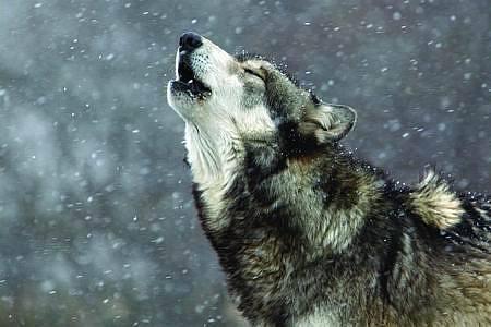 狼图腾巨大争议,狼图腾电影深度解析