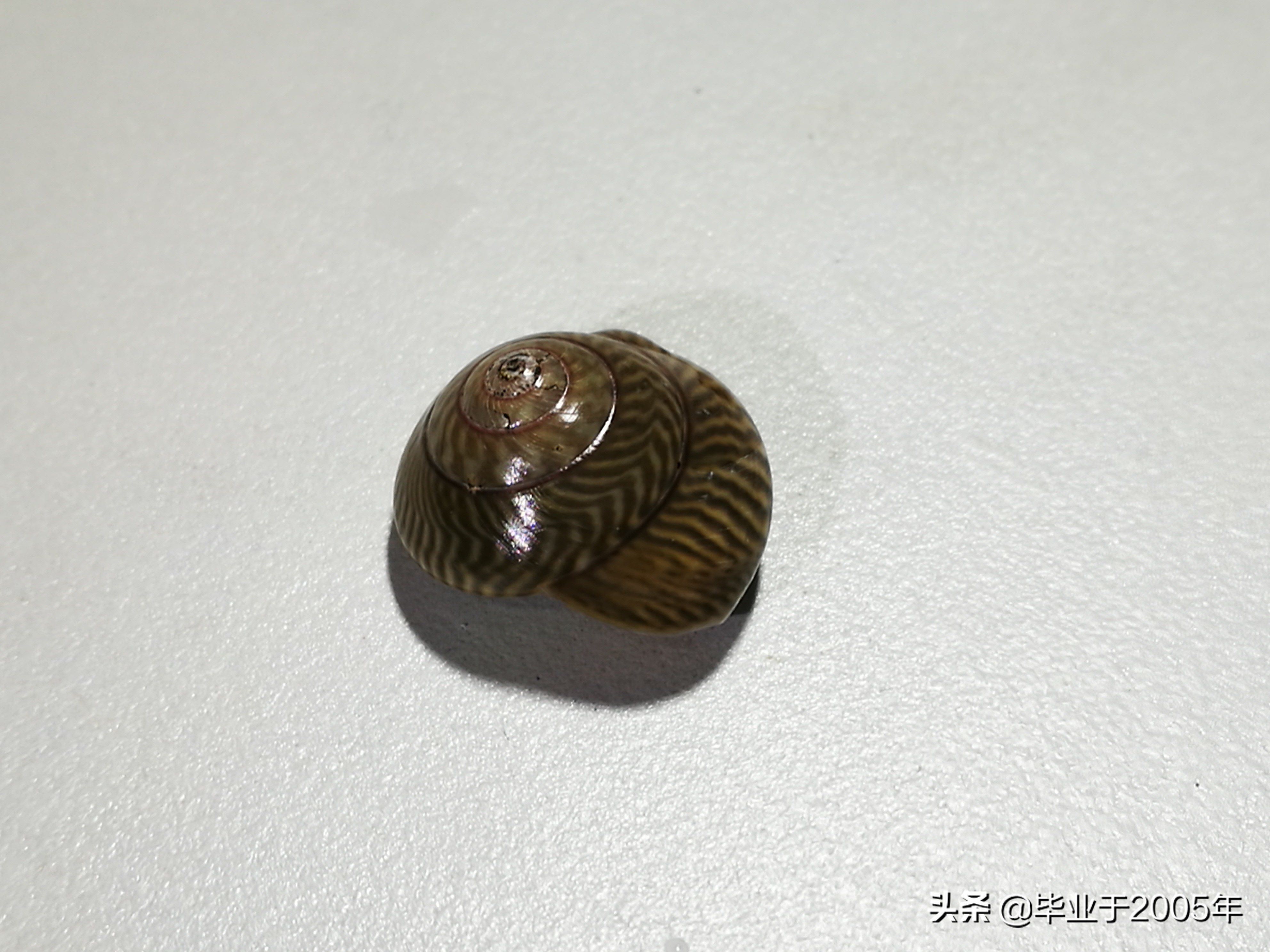 大连海鲜吃货,大连海鲜的种类