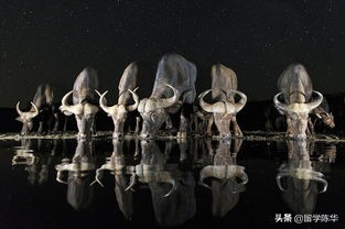 英国学校主要节日有哪些,英国主要的节日有哪些