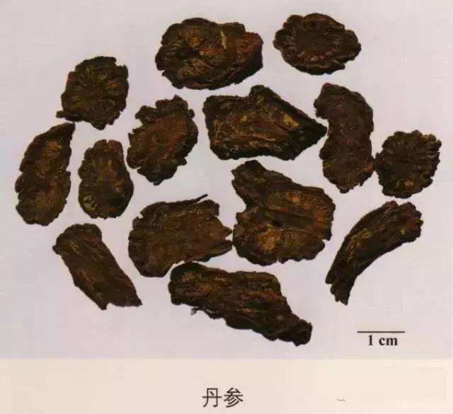 中药材图片大全大图带药名,200多味中药材图谱带图