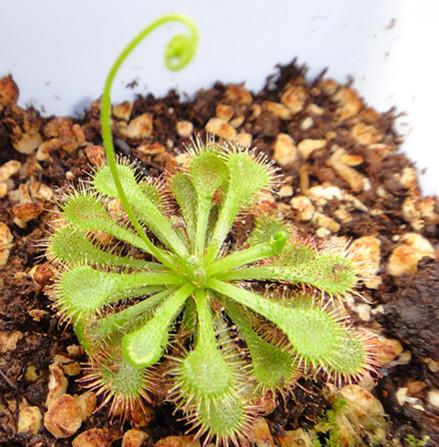 茅膏菜捕食虫子的全过程,巨型茅膏菜捕虫视频