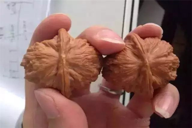 注意“四要”，做到“八玩、八怕”，你也能盘好野核桃