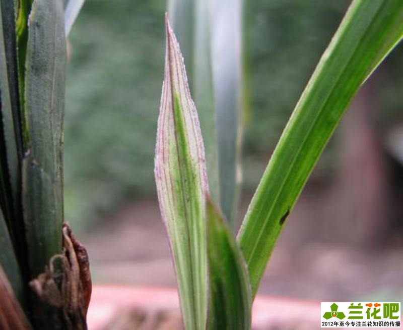 兰花水晶艺的养护方法,兰花水晶艺施什么肥