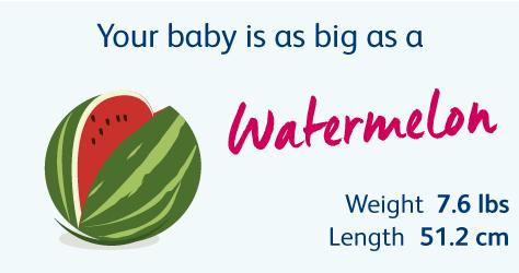 怀胎十月，胎儿悄悄长大，孕妈慢慢变胖，几张图片诠释发育过程