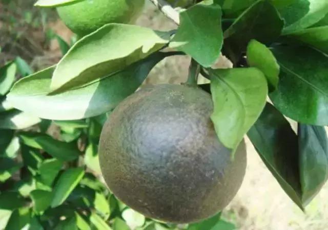 柑橘锈壁虱防治最新农药有哪些,柑橘锈壁虱防治最佳时段是哪个月