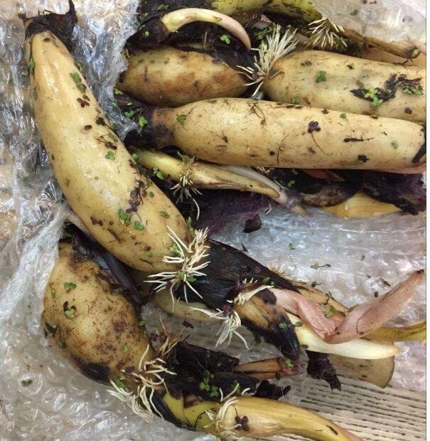 用老水缸来种荷花,旧水缸种莲藕视频