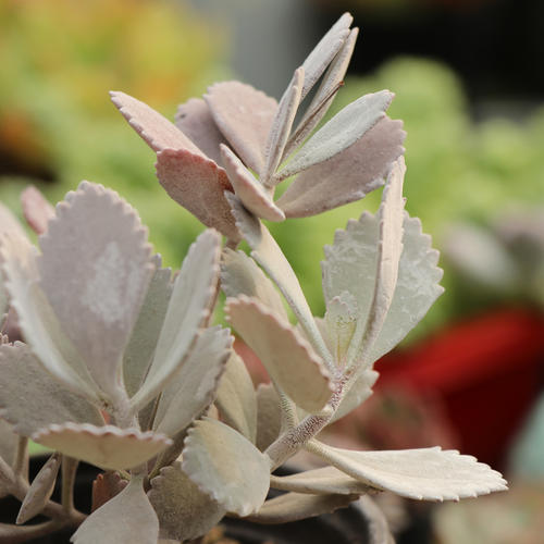 1000种多肉植物图鉴大全大图,景天科1000种多肉植物图鉴