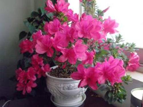 花盆土有盐碱怎么处理,怎么样才能改变花盆土的盐碱