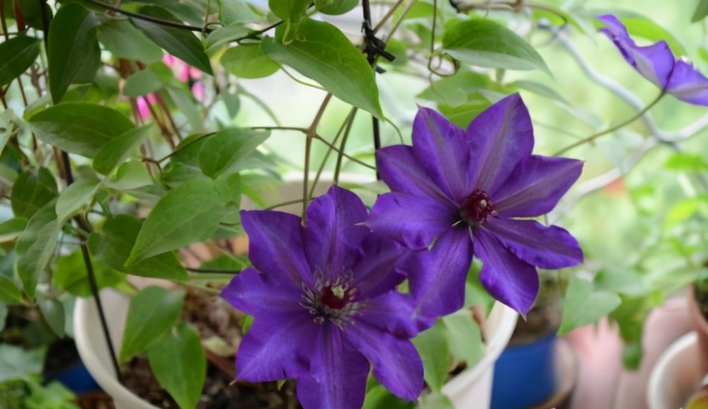 李子柒的院子都种的啥,李子柒推荐的三种花