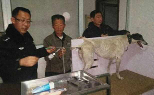 英国退役赛狗被卖到中国强迫繁殖引发公愤：卖狗给中国，太可恶！