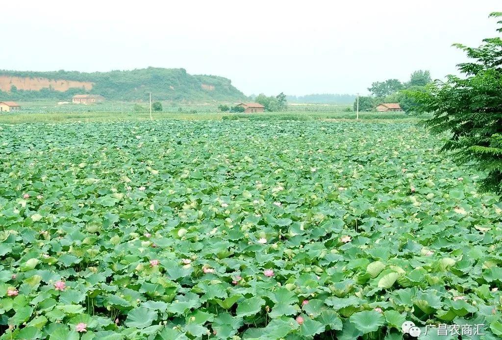 历史上的湘莲简介,湘莲产地和生长环境