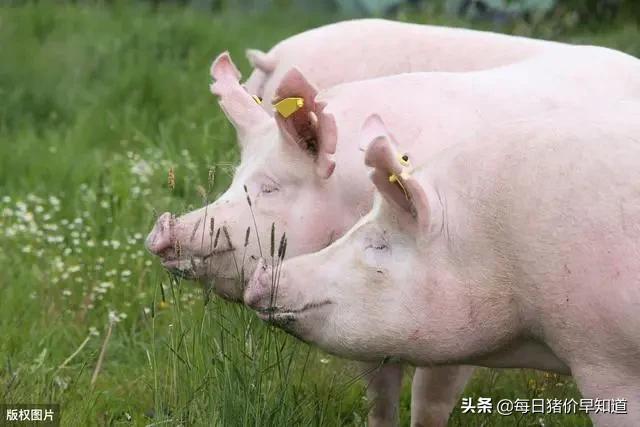 “能力”越出众的公猪越不能本交，只能“用手解决”，咋回事？