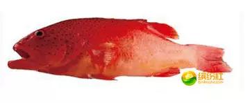 舟山海鲜代加工攻略,最全舟山海鲜攻略