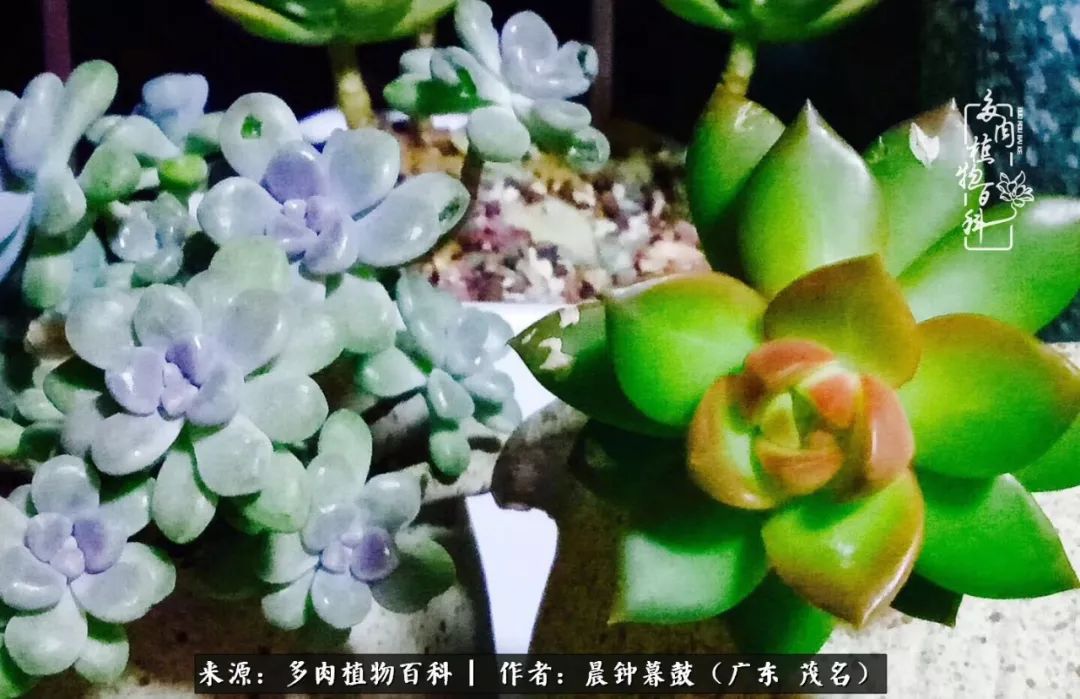 轻轻地告诉你,我的多肉也曾美过,不信你看看
