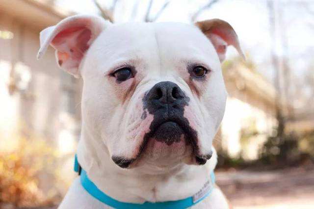 狗狗感冒了可以喝999感冒灵吗,狗狗天气转凉就咳嗽喝什么调理