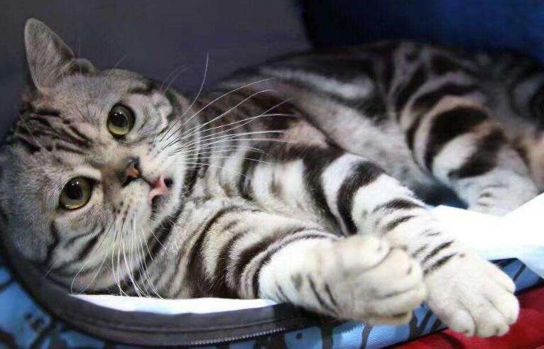 美国短毛猫该吃什么猫罐头,美国短毛猫适合吃什么猫粮