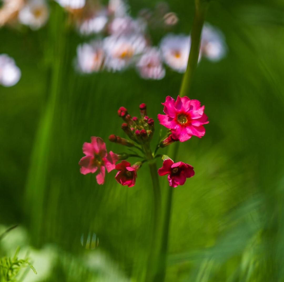 一首春歌原唱完整版,关于春歌的诗词