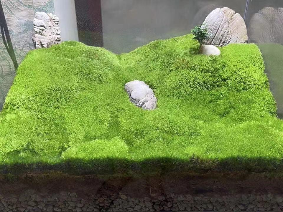 苔藓和鱼缸的完美结合,闲置的鱼缸放在家里好吗