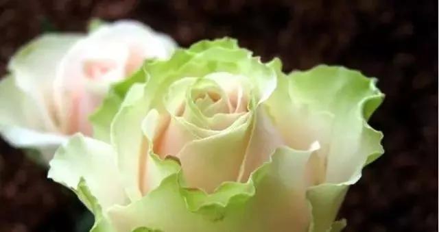 一万年一次的2020520；一起认识100种玫瑰~别送错啊