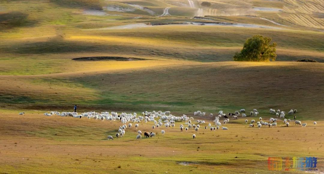一到秋天，这里就美成了金色天堂！全世界独一份！