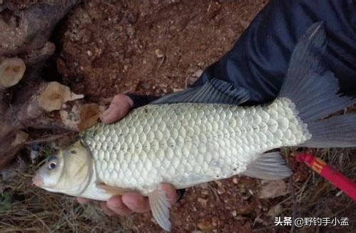 如何正确的打窝,如何正确打窝