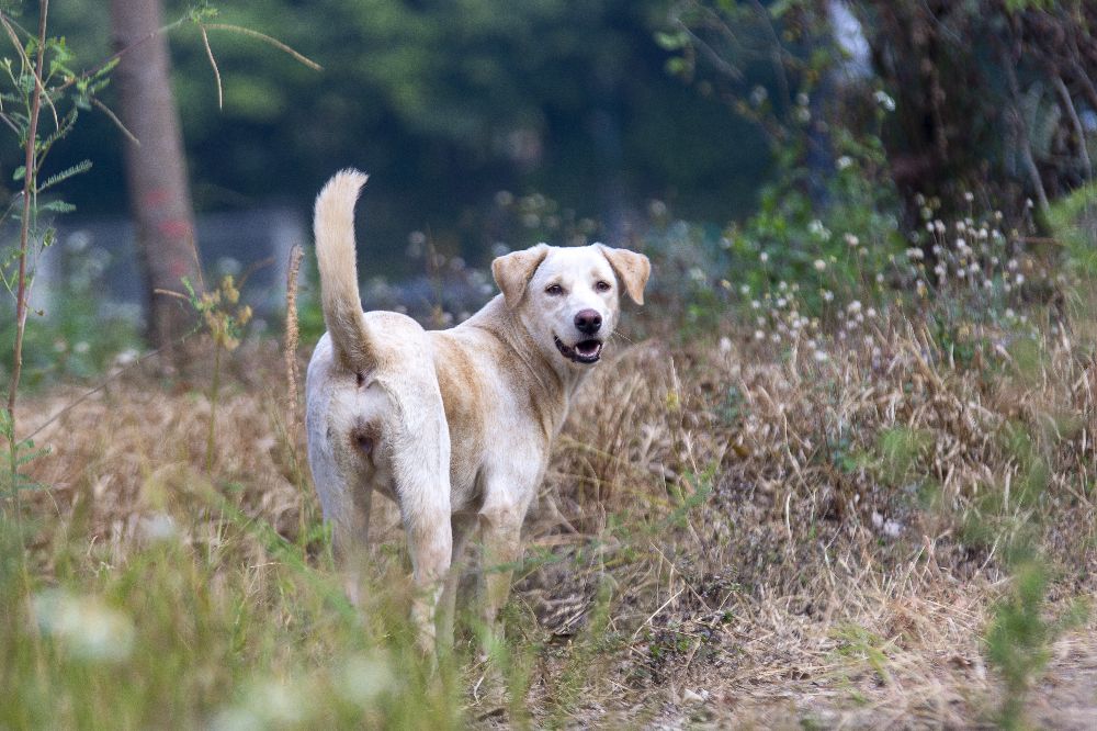 这是什么狗,狗狗横齿什么样