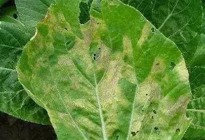 青霉灰霉杀菌剂,青霉绿霉跟灰霉有什么区别