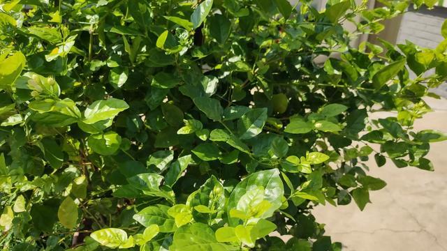 茉莉花枝繁叶茂不开花是什么原因,养茉莉花技巧花瓶