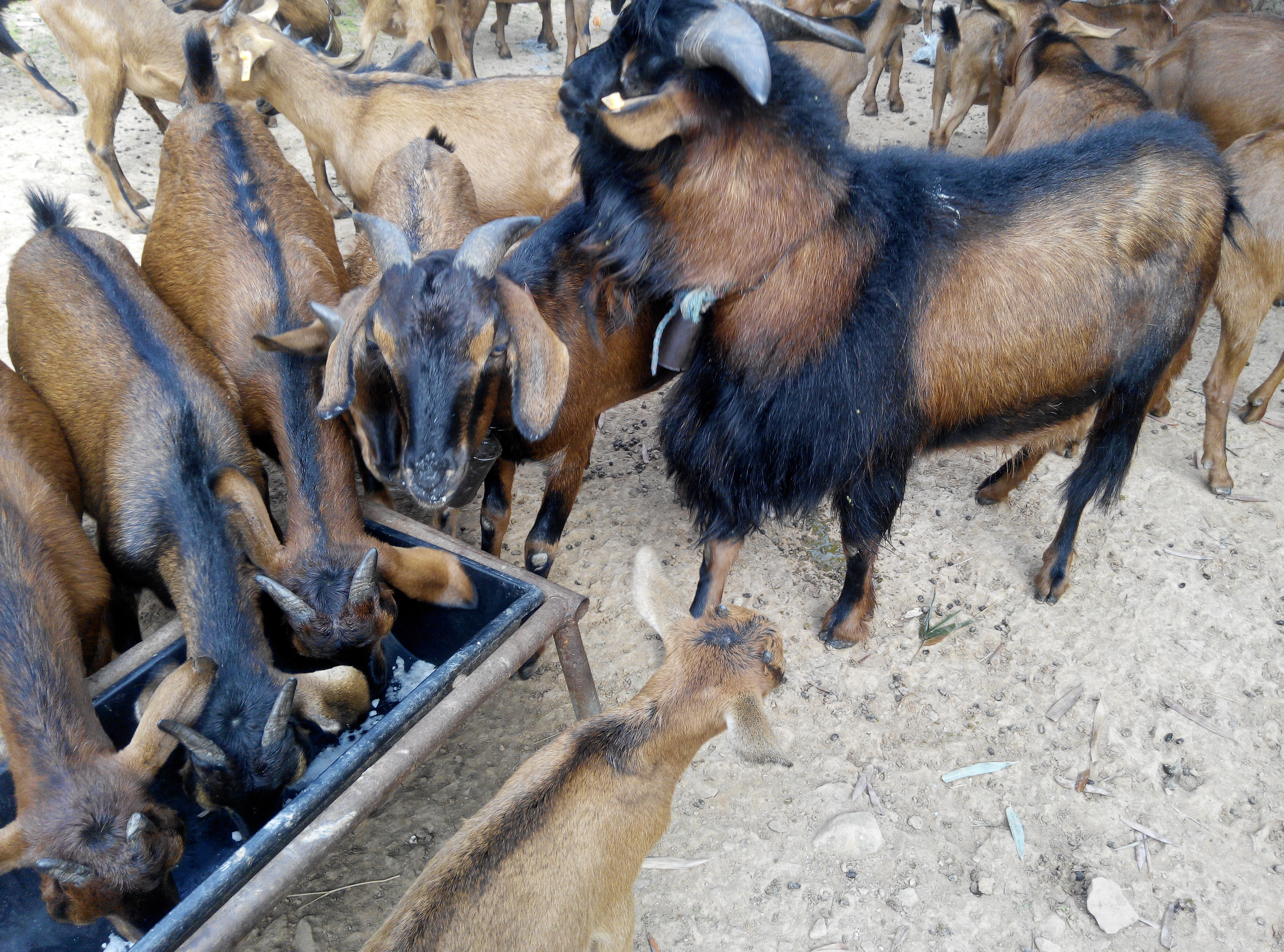 养殖羊常备药视频,羊养殖场常备药品大全