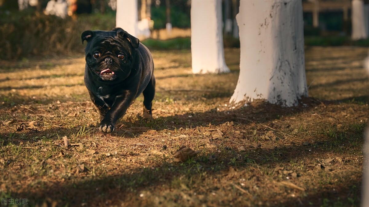巴哥犬好养吗养巴哥犬的注意事项,八哥犬和巴哥犬有什么区别呢