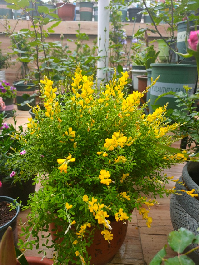 不用木头自制花架最简单的方法,请教DIY高手如何自制花架