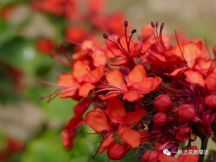 美丽赪桐(Clerodendrumspeciosissimum)