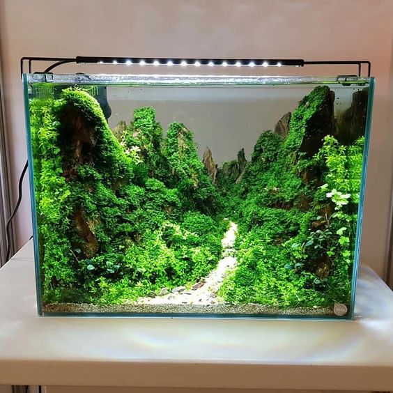 鱼缸藻类要绝了，做对2点，还你一个无藻鱼缸