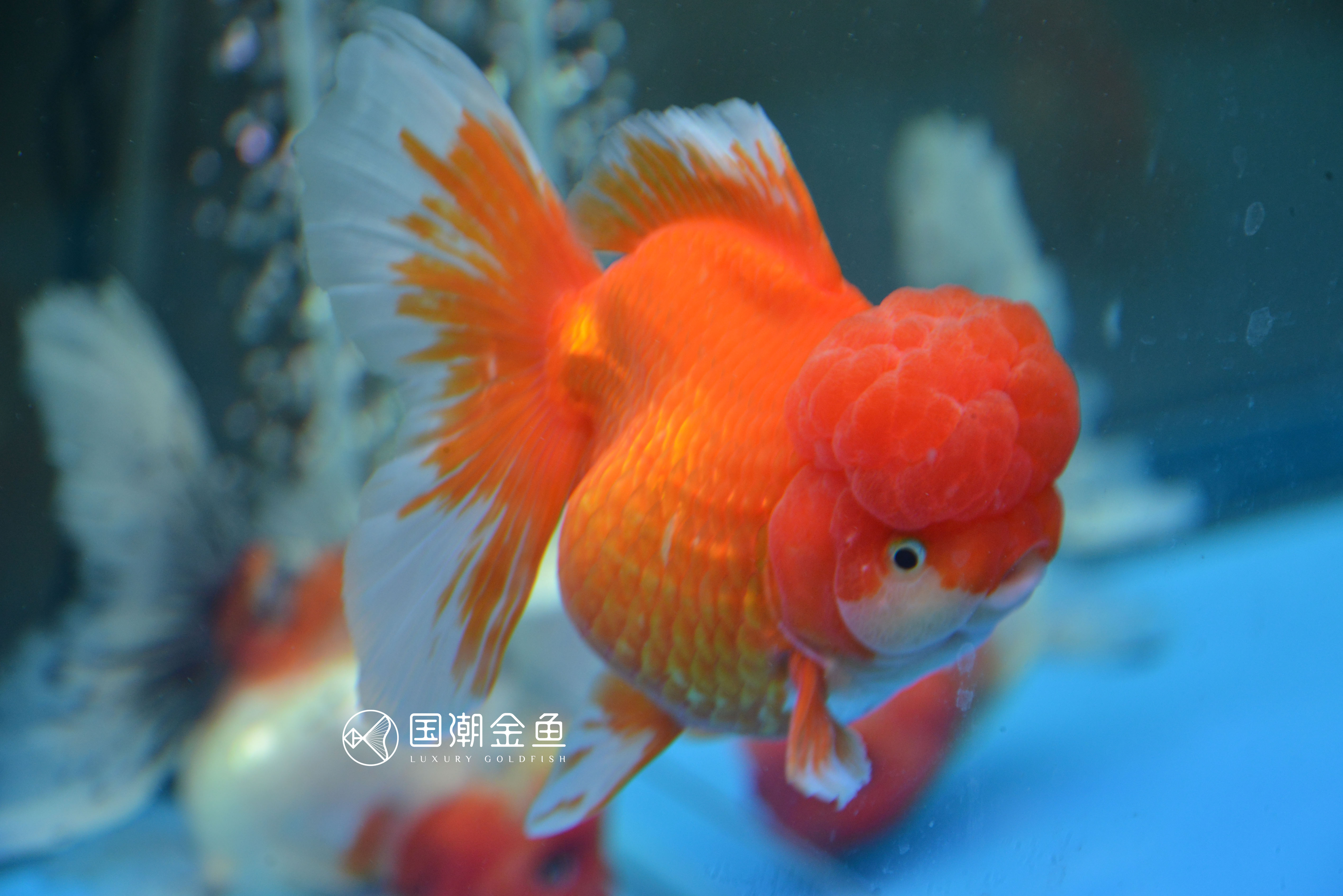 海水缸开缸详细教程视频,养金鱼开缸养水全过程