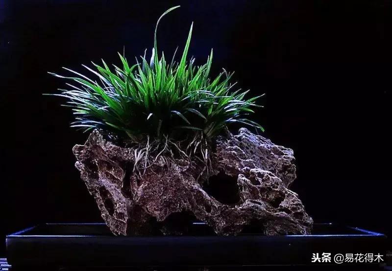 文房菖蒲怎么养殖,菖蒲的养护方法